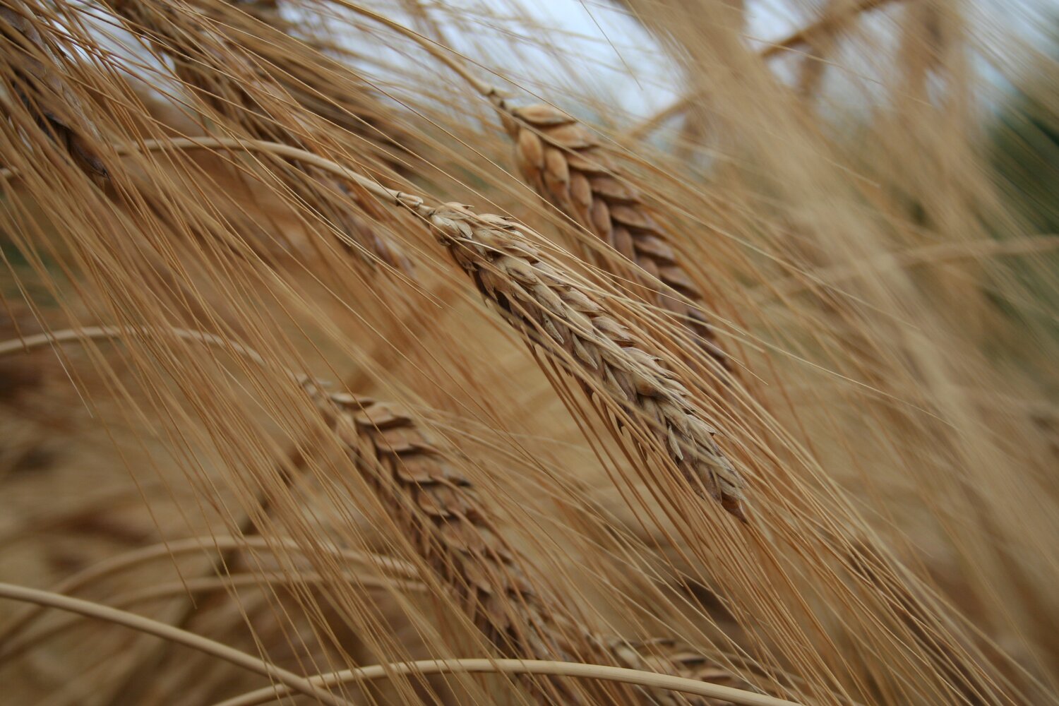Wheat stalks.