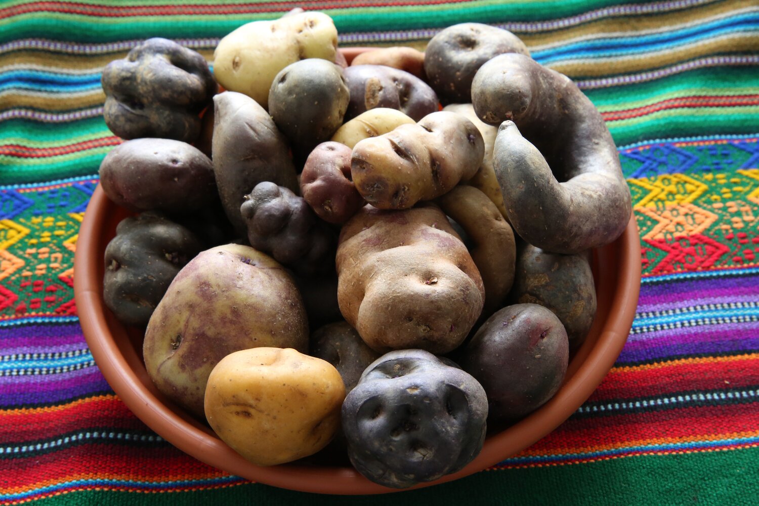 Potato landraces at the CIP genebank.
