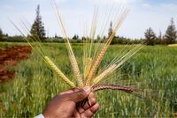 Hand holding barley varieties