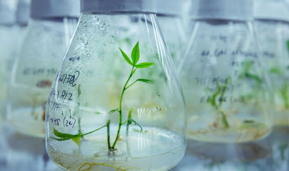 Crop Conservation Activities Database