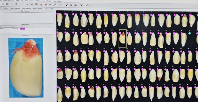 Crop Trust Leverages Google.org Support for Digital Innovation in Food Security