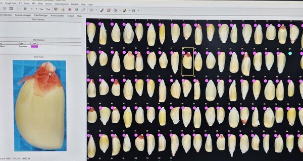 Crop Trust Leverages Google.org Support for Digital Innovation in Food Security