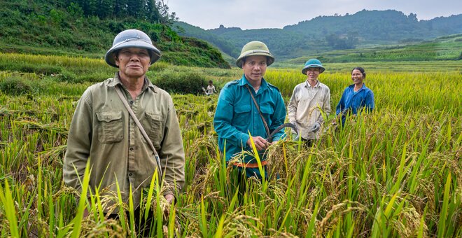 Harvesting rice in Cao Phong District