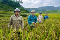 Harvesting rice in Cao Phong District