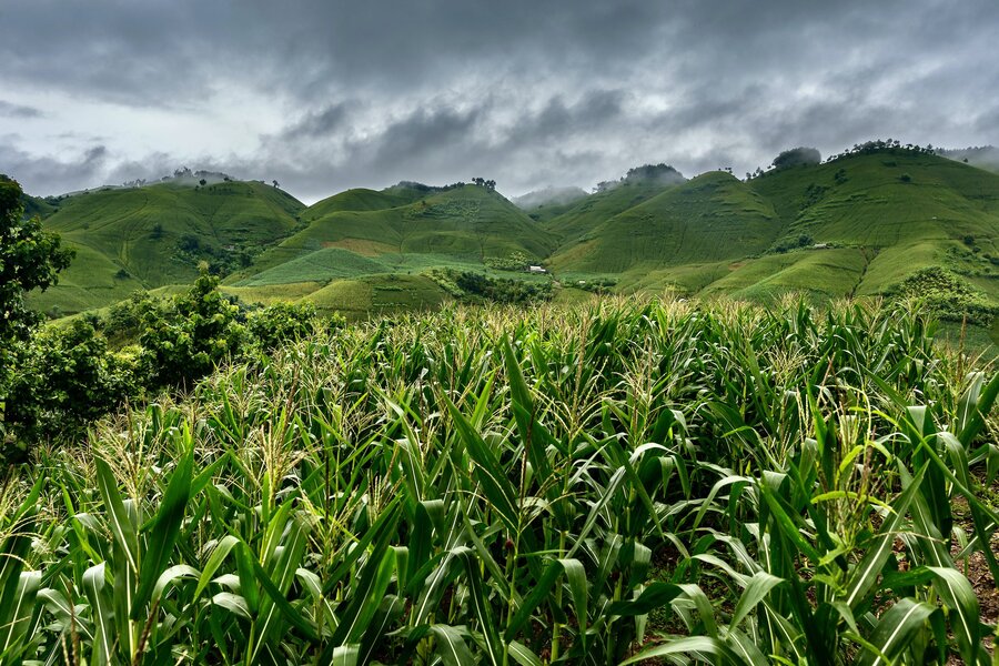 Vietnam - Crop Trust