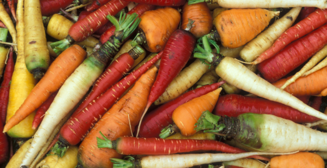 Carrot Stress Tolerance and Wild Relative Breeding