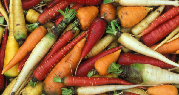 Carrot Stress Tolerance and Wild Relative Breeding