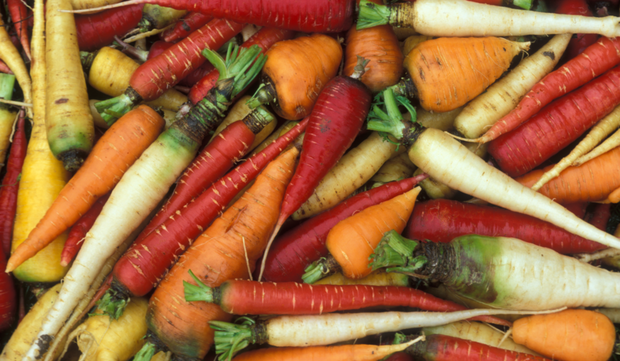 Carrot Stress Tolerance and Wild Relative Breeding