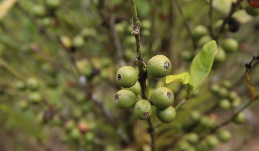 Coffea plant at the International Coffee Collection at CATIE.