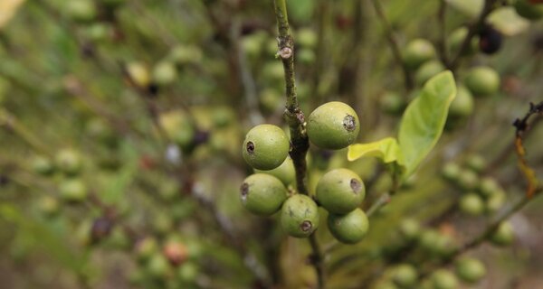 Coffea plant at the International Coffee Collection at CATIE.