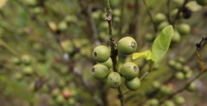 Coffea plant at the International Coffee Collection at CATIE.