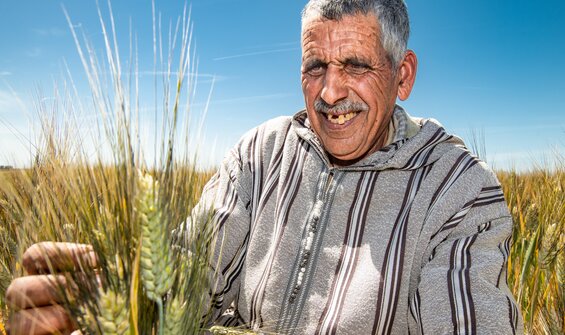 Jabal Durum Wheat Variety