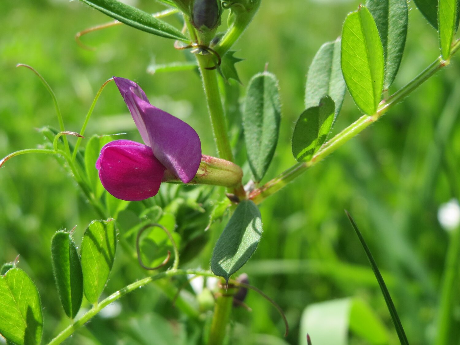 Deposited by both Slovakia and ICARDA, the common vetch plays an important but low-key role in the global food system. A member of the pea family, its ability to produce its own fertilizer makes it useful in rotations, and it also provides palatable forage for livestock. 