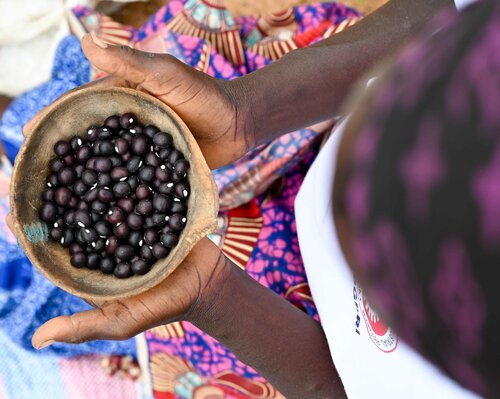 Bambara groundnut