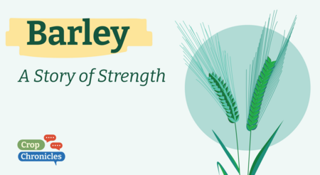 Barley: A Story of Strength