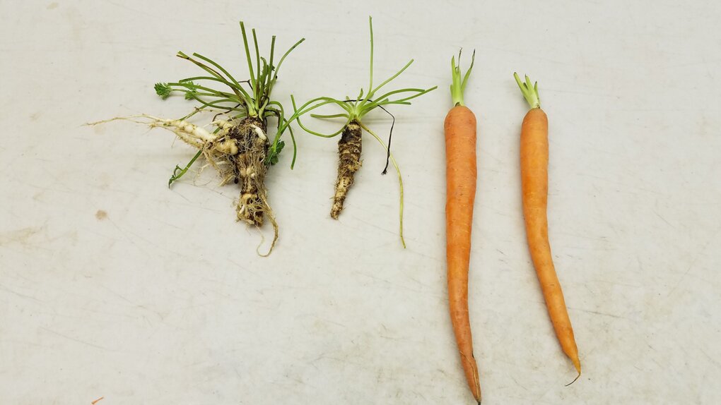 Wild, white carrots, shown next to orange cultivated carrots. 