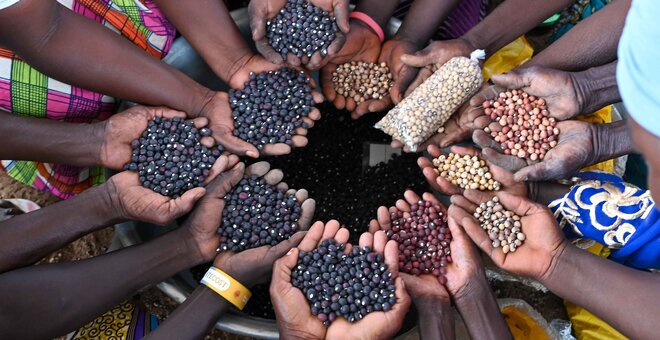 Farmers showcase some of the Bambara groundnut diversity they received from the national genebank, CSIR-Plant Genetic Resources Research Institute. Photo: Neil Palmer/Crop Trust