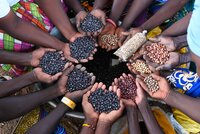 Farmers showcase some of the Bambara groundnut diversity they received from the national genebank, CSIR-Plant Genetic Resources Research Institute. Photo: Neil Palmer/Crop Trust