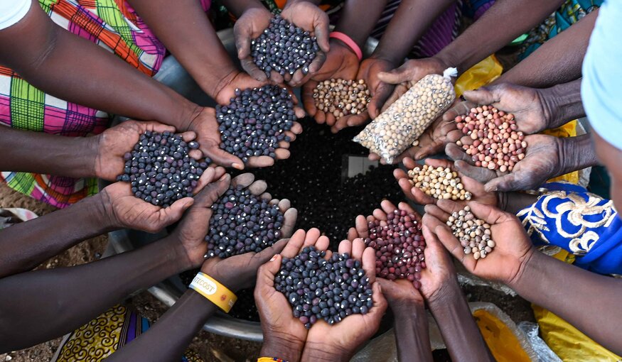 Farmers showcase some of the Bambara groundnut diversity they received from the national genebank, CSIR-Plant Genetic Resources Research Institute. Photo: Neil Palmer/Crop Trust