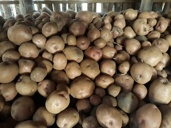 Harvested Victoria tubers in Uganda. Photo: Pieter Wauters