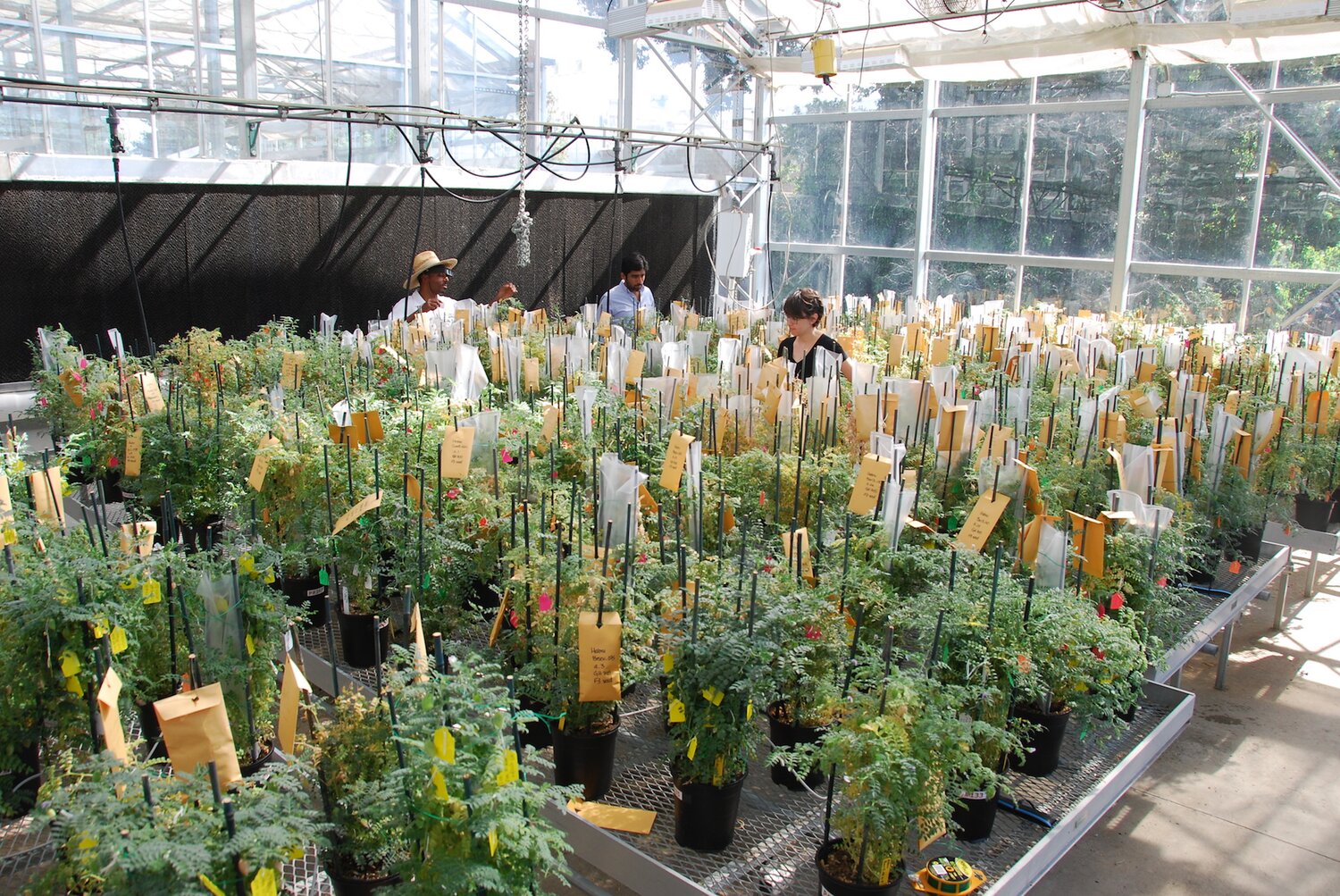 UC Davis greenhouse facilities.