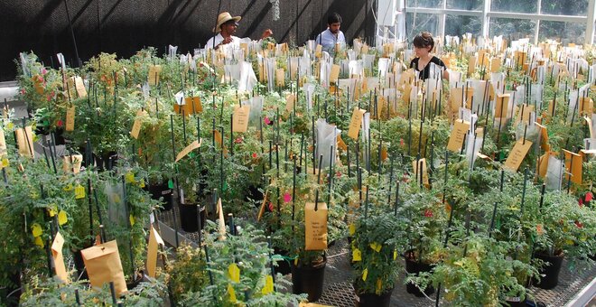 Researchers with the Chickpea Innovation Lab