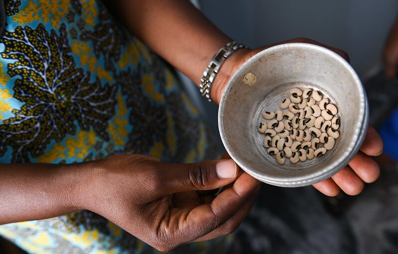 BOLDly Regenerating Crop Diversity in Nigeria