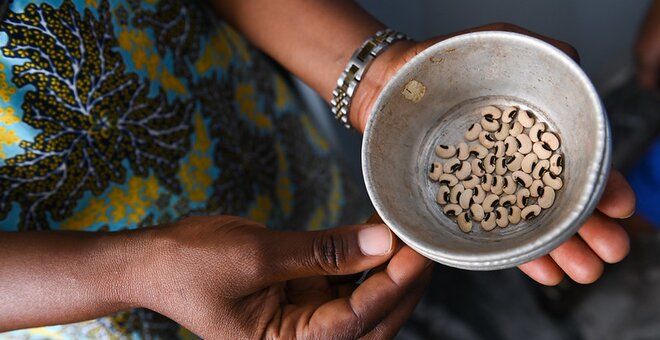 BOLDly Regenerating Crop Diversity in Nigeria