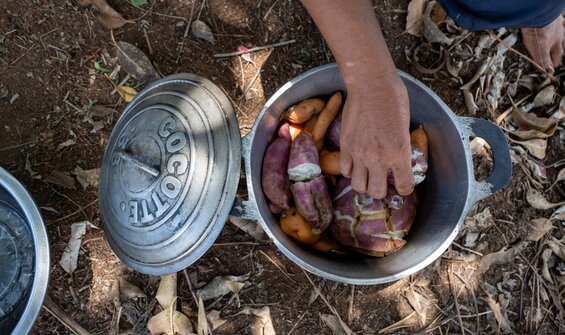 Darwin Initiative-funded Sweetpotato Project