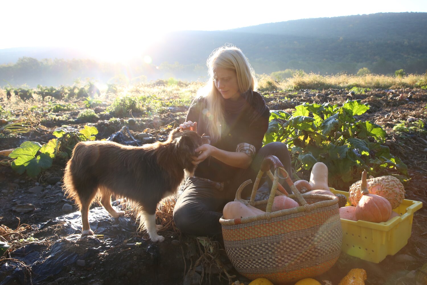 Petra Page-Mann of Fruition Seeds is collecting the last of the recent pumpkin harvest in the early dawn. She is dedicated to reproducing and selling organic seeds, as well as seeking out new varieties that may become the heirlooms of future generations. Credit: L.M. Salazar/Crop Trust