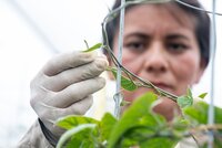 Sweetpotato multiplication for genebank. International Potato Center (CIP), Lima Peru. Photo Michael Major for Crop Trust