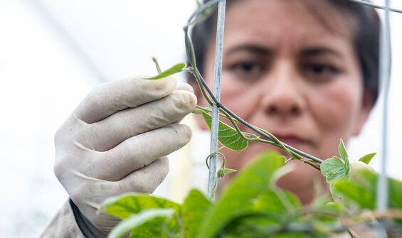 Darwin Initiative-funded Sweetpotato Project