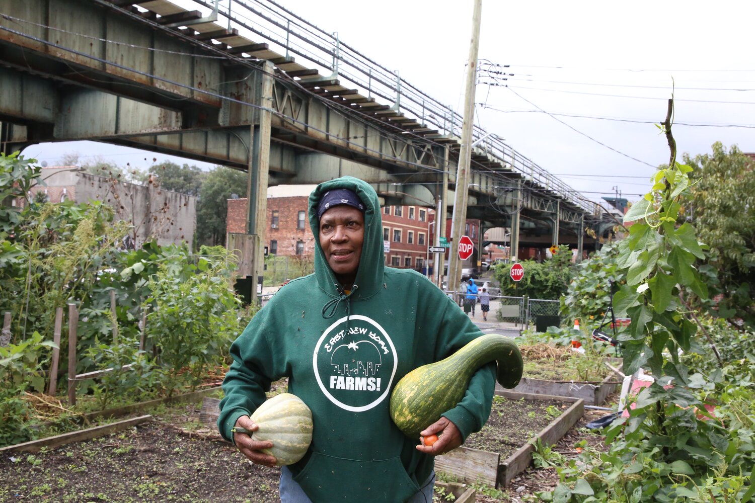 In Brooklyn, some squashes have been city-dwellers from the first sprout. In the neighbourhood of East New York, Marlene Wilks grows a long list of vegetables in community garden lots and in her own backyard. As her customers are neighbours hailing from all over the world, through the years she has grown an unusual diversity of international vegetables and herbs on her small urban plots. But close to her own Caribbean heart are Jamaican squashes, close yet distinct relatives of the butternut. Credit: L.M. Salazar/Crop Trust