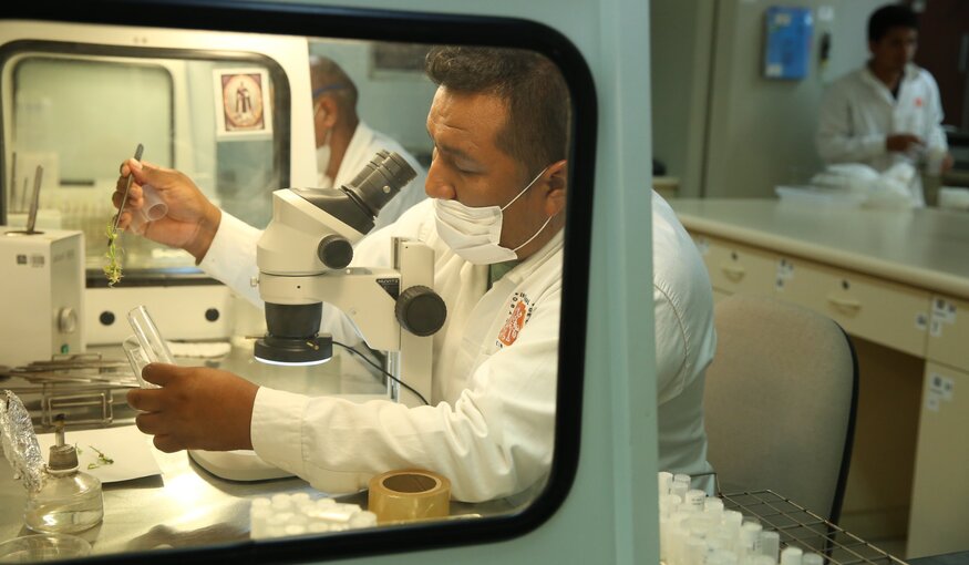 A scientist checking seedlings in the International Potato Center genebank, Peru