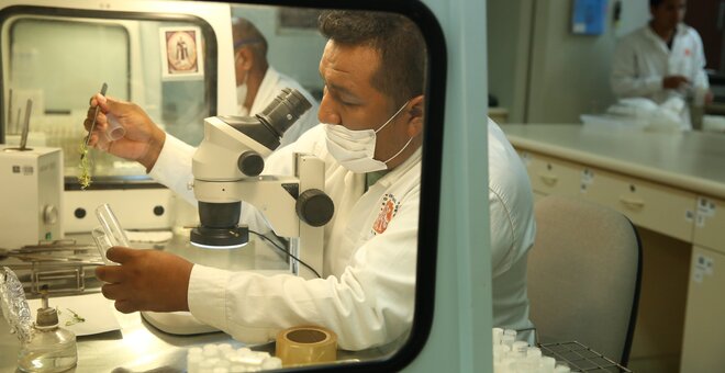 A scientist checking seedlings in the International Potato Center genebank, Peru