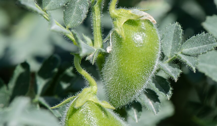 Chickpea plant.