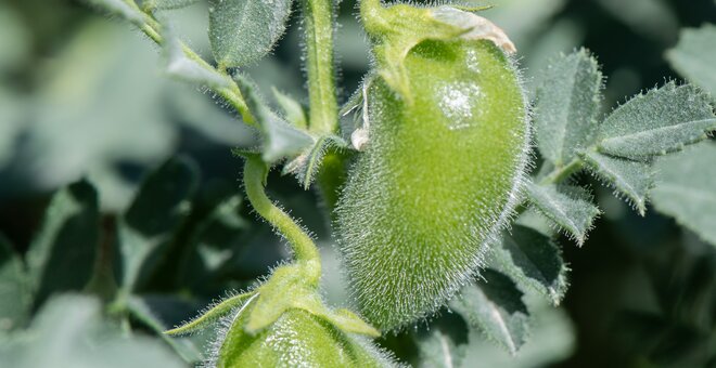 Chickpea plant.