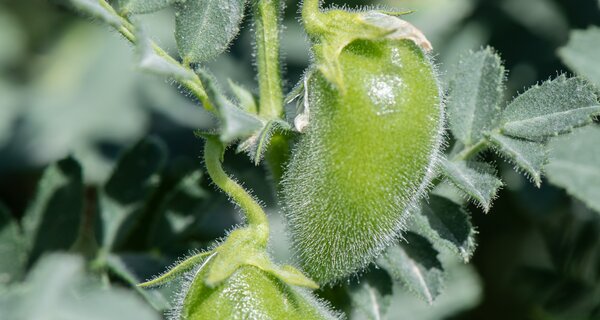 Chickpea plant.