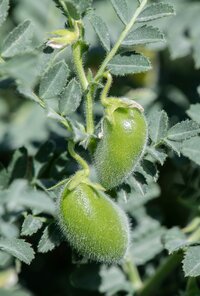 Chickpea plant. 