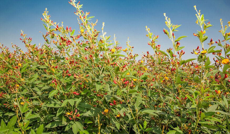 Future-Proofing Food: Career Pathways Conserving Crop Diversity for Resilience