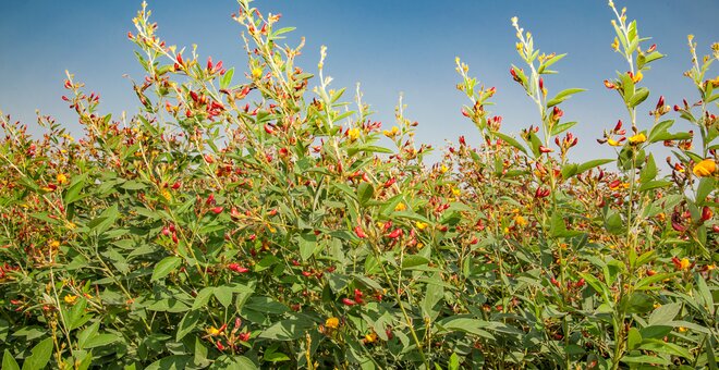 Future-Proofing Food: Career Pathways Conserving Crop Diversity for Resilience