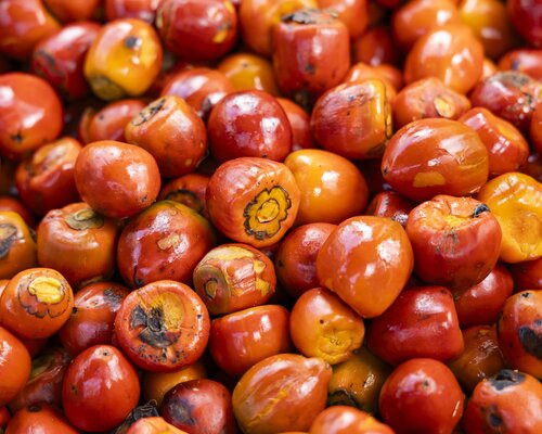 Peach palm