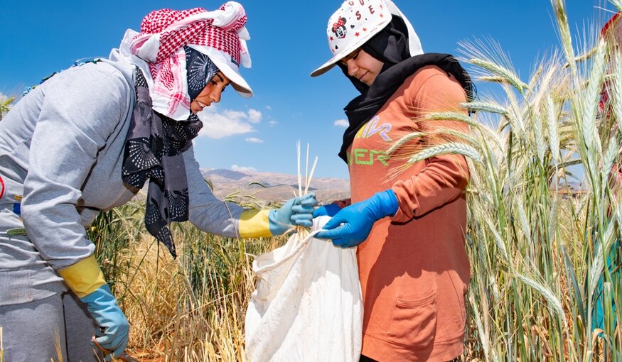 Woman collecting wheat in a field.