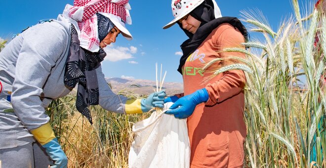 Woman collecting wheat in a field.