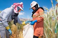Woman collecting wheat in a field. 