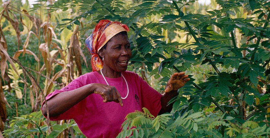 The Trees That Make Their Own Climate