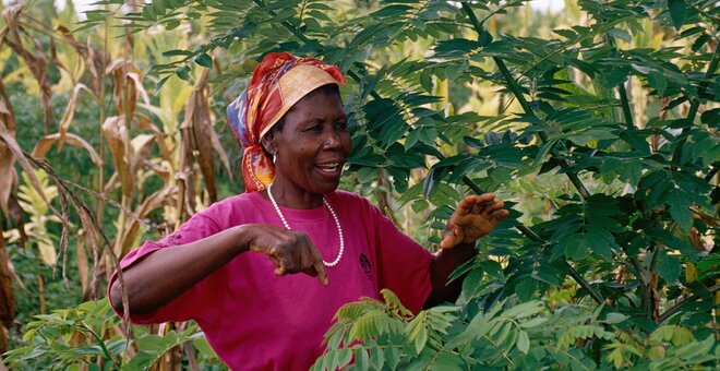 The Trees That Make Their Own Climate