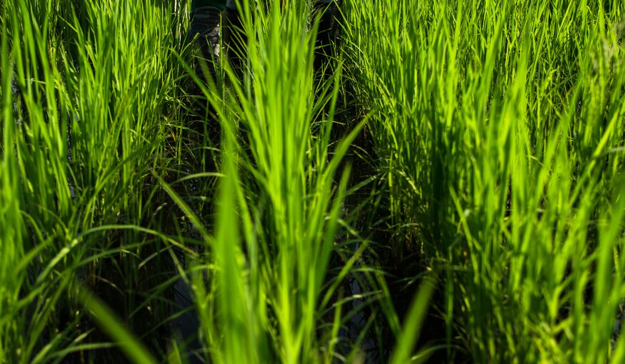 #CropsInColor in Latin America