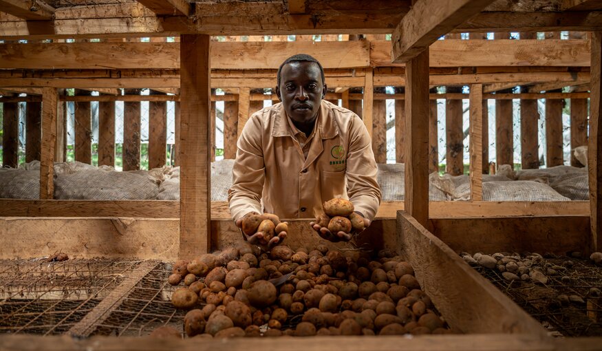 The Risk of One Potato: Shangi and the Challenge of Diversity in Kenya