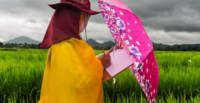 Drought resistance rice sampling at the International Rice Research Institute IRRI in the Philippines. Photo: Brent Stirton/Getty Images.